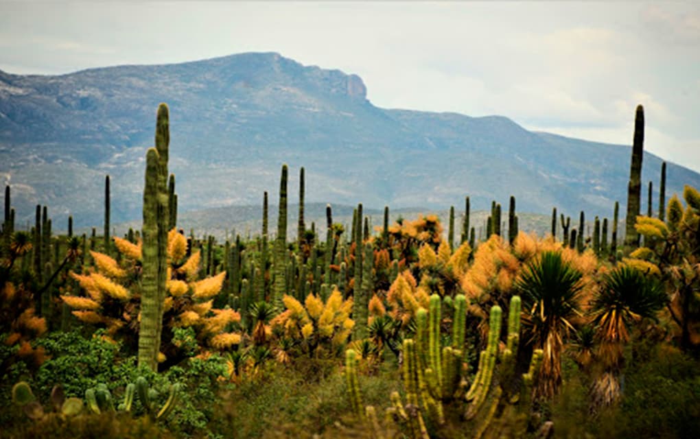 Descubre jardines y parques en Ezequiel Montes, Querétaro